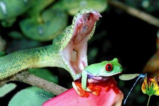 Rắn hổ Nhật Bản tích nọc độc từ những con ếch độc Rắn hổ Nhật Bản tích nọc độc từ những con ếch độc