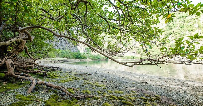 Hệ sinh thái thực vật phong phú tại đảo Mắt Rồng Hệ sinh thái thực vật phong phú tại đảo Mắt Rồng