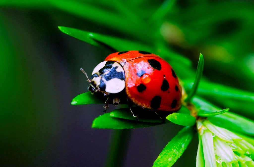  Toàn bộ hai chiếc cánh cứng mang một màu đỏ au nhưng mỗi cánh có 3 đốm đen và một đốm nằm ở điểm nối hai cánh, tổng cộng có 7 đốm đen.