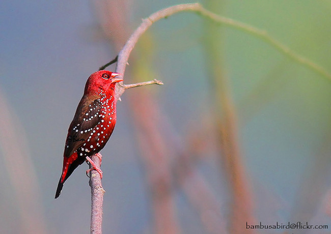Do có ngoại hình đẹp, loài chim này được người ta nuôi nhốt rất phổ biến như một loại chim cảnh. 