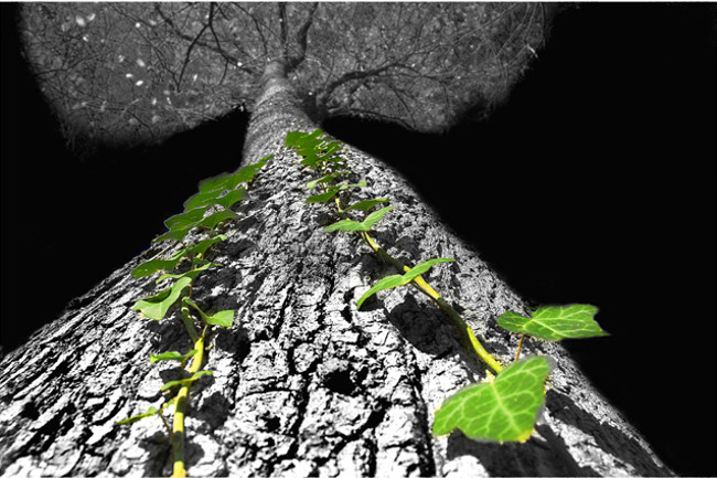 Không chấp nhận thích nghi  Không chấp nhận thích nghi