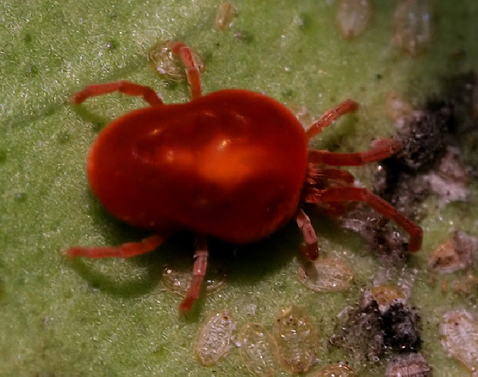 Nhện đỏ là loài gây hại cho cây trồng. Chúng có kích thước rất nhỏ, toàn thân đỏ rực như giọt máu.
