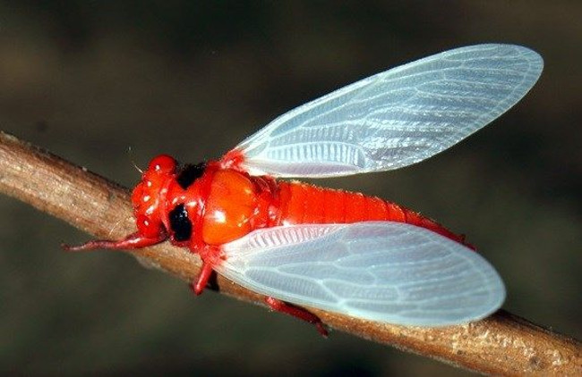 Trái ngược với màu đỏ rực trên cơ thể, đôi cánh của chúng có màu trắng muốt, mong manh như thiên thần. 