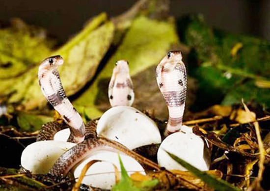 Rắn hổ mang chúa con mới nở 