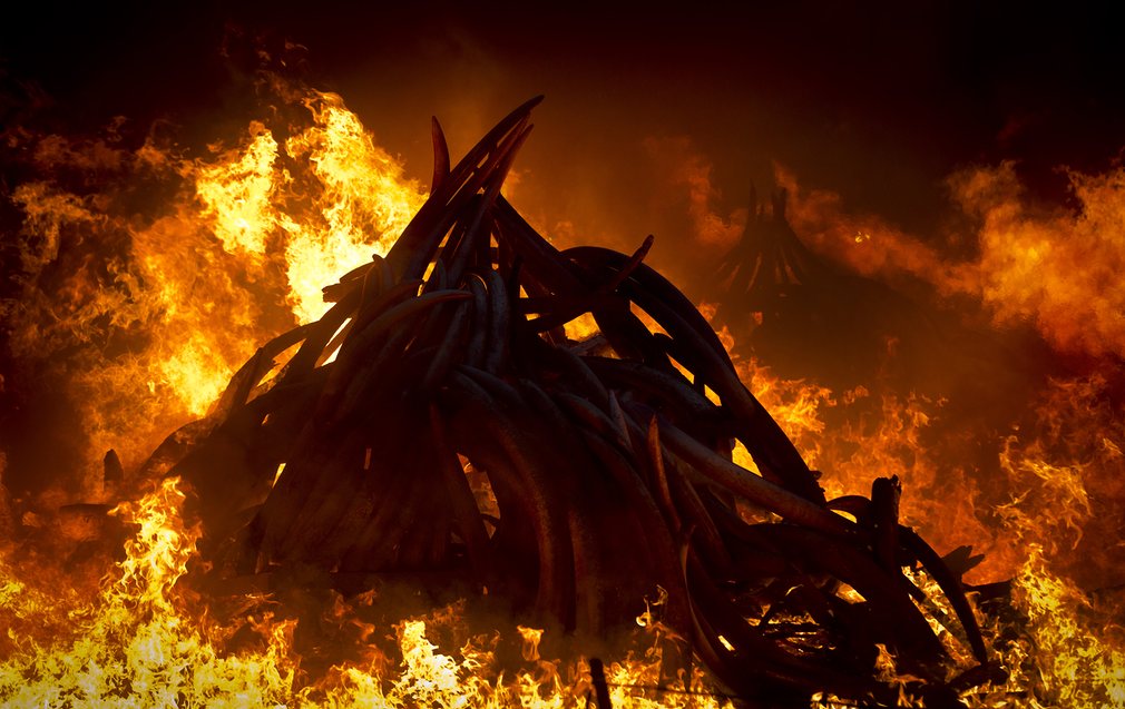 Công viên quốc gia Nairobi bỗng hoá thành địa ngục khi 105 tấn ngà voi chìm vào biển lửa. 