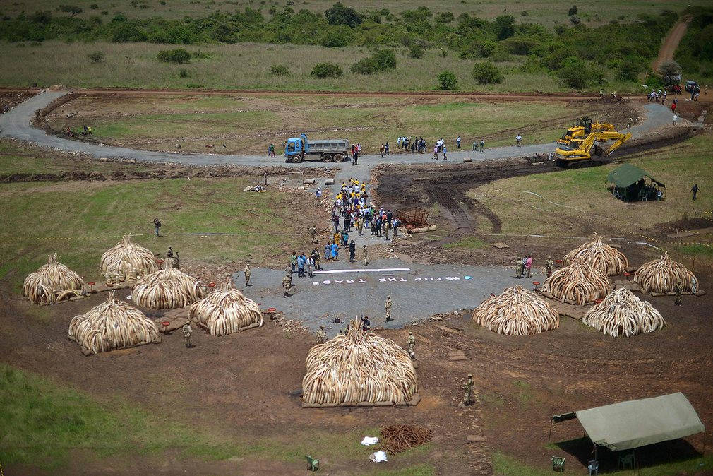 Toàn cảnh 11 cụm ngà voi với tổng khối lượng hơn 105 tấn sắp bị “phóng hỏa”