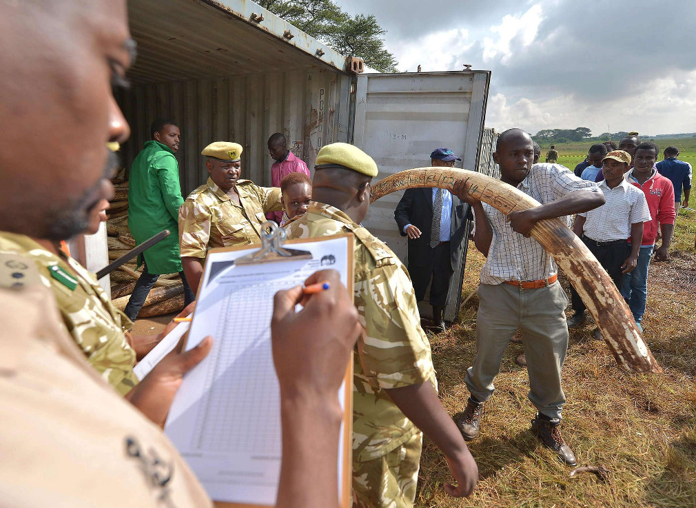 Quá trình xuất ngà voi chuẩn bị thiêu hủy được kiểm kê chặt chẽ, giám sát rất kỹ từ cơ quan Chính phủ Kenya. 