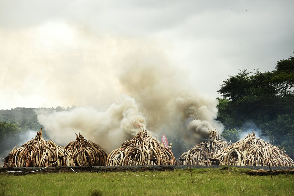  Những đống ngà voi xếp thành cụm bắt đầu xuất hiện những làn khói lửa đầu tiên. 