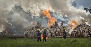 Tròn mắt với bộ ảnh thiêu hủy 105 tấn ngà voi tại Kenya – một thông điệp rõ ràng