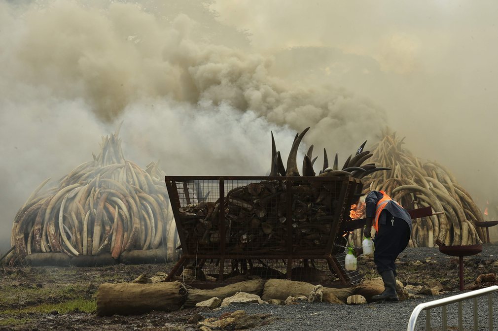  Một công nhân đang sắp xếp đống ngà voi chuẩn bị thiêu hủy