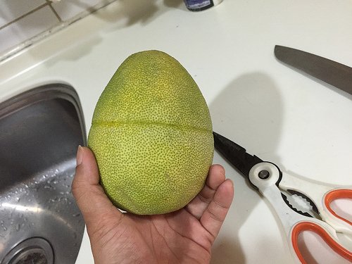 Dùng kéo khía quanh quả bưởi