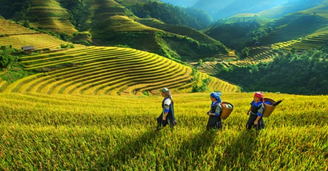 Ruộng bậc thang Hoàng Su Phì Ruộng bậc thang Hoàng Su Phì