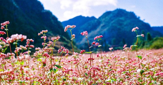 Vẻ đẹp hoa tam giác mạch Vẻ đẹp hoa tam giác mạch