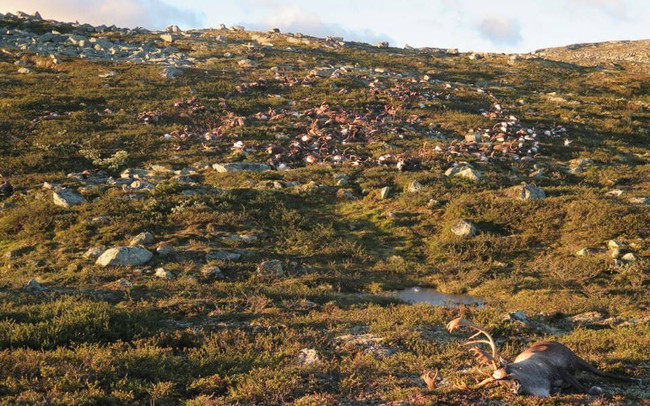 Sét đánh tại khu vực gần Hardangervidda, phía nam Na Uy đã gây ra cái chết của 323 con tuần lộc.