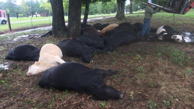 Tại Thị trấn Hallsville, Bang Texas, Mỹ, 19 con bò đã bị sét đánh chết khi chúng đang cùng đứng trú mưa dưới một gốc cây.