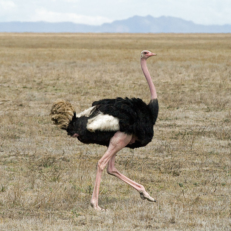 African ostrich 