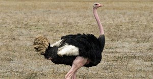 Top 10 loài chim lớn nhất thế giới