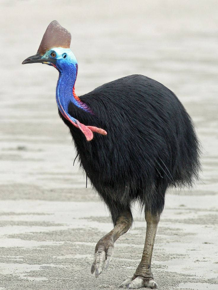 Ostrich with crested head