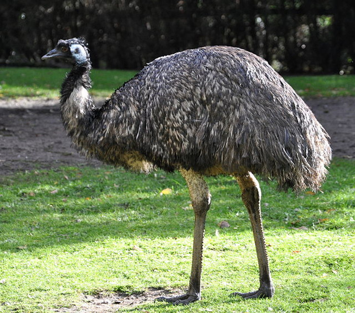 South American ostrich