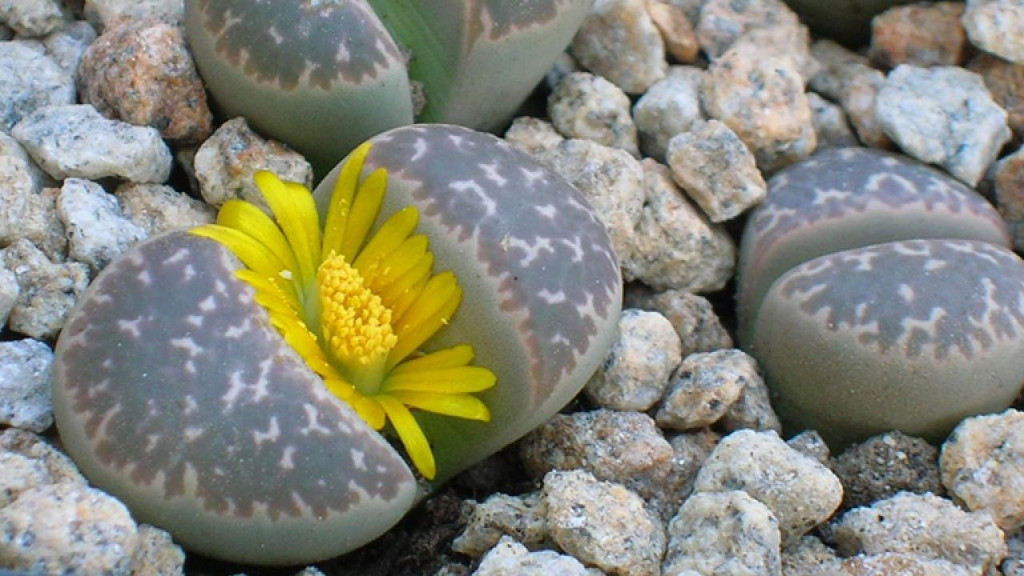 Khe giữa các lá cây có chứa mô phân sinh sản xuất hoa và lá mới.