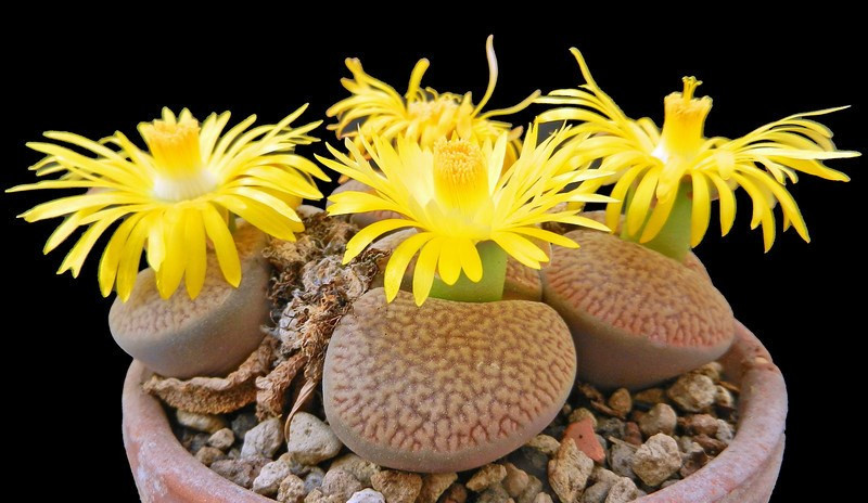 Cây sỏi đá thường nở hoa vào mùa thu, hoa mọc từ khe nứt, và có đường kính từ 4 - 5cm.