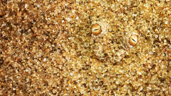 Chúng ẩn mình dưới cát nóng chỉ nhô lên đôi mắt trên đỉnh đầu để đánh lừa con mồi