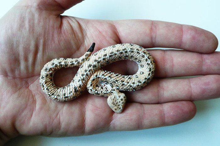 Loài rắn có chiều dài khiêm tốn