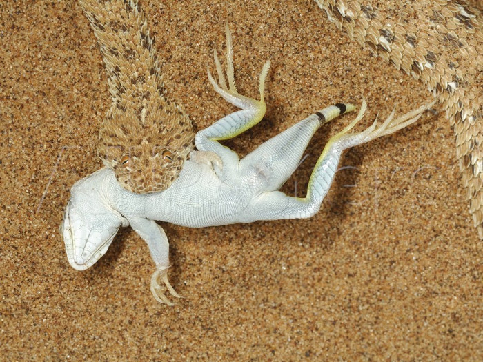 Con thằn lằn xấu số bị giết chết chỉ trong nháy mắt.