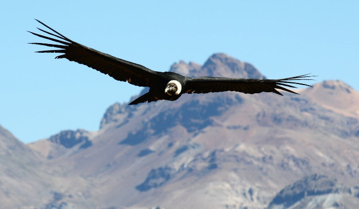 Andean condor