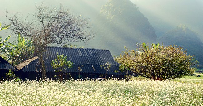 Hoa nở rực rỡ tại Mộc Châu