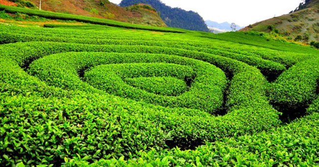 Đồi chè hình trái tim ở Mộc Châu