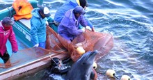 Mùa "săn bắt" và "tàn sát" cá heo đẫm máu ở Taiji, Nhật Bản