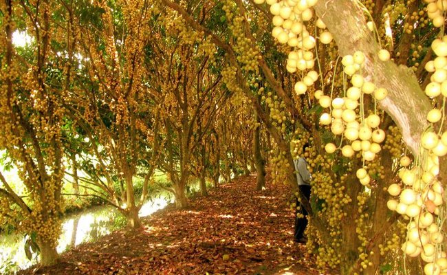 Miệt vườn miền Tây Miệt vườn miền Tây