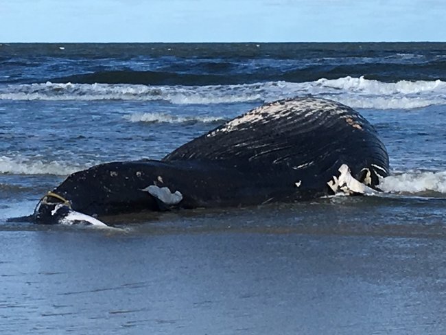 Xác chết của con cá voi lưng gù