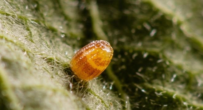 Trứng của loài bướm Papilio glaucus.