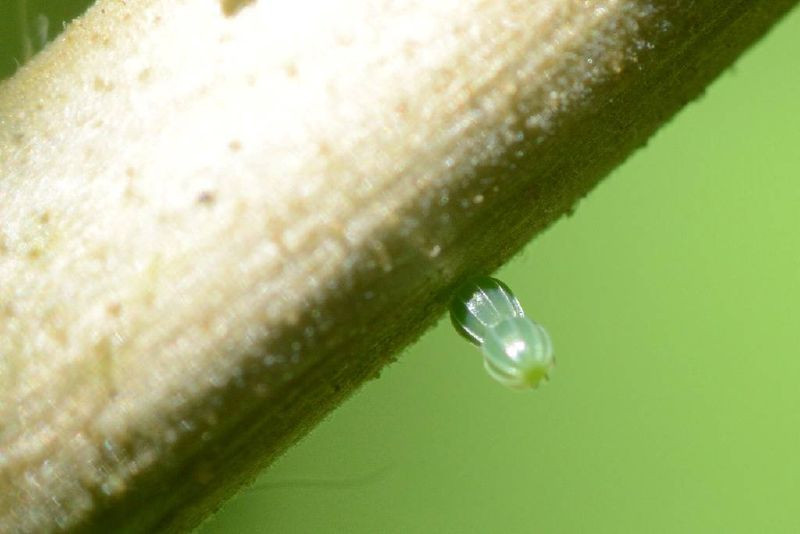 Một quả trứng có hình dạng thắt nút ở giữa cùng màu xanh nhạt rất đẹp của loài bướm Polygonia satyrus