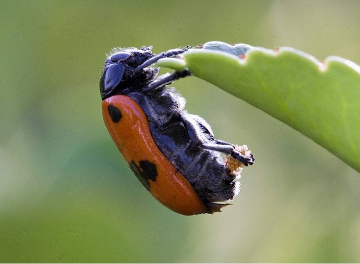 Bọ rùa đẻ trứng trên cây. Mỗi lần đẻ, một con bọ rùa "sản xuất" hàng trăm trứng. 