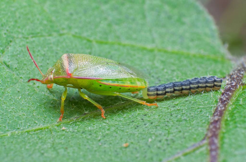 Bọ khiên Pentatomoidea cái (một loài bọ xít) cẩn thận đẻ trứng thành từng hàng ngay ngắn.