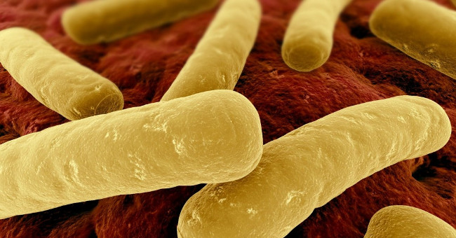 Thuốc tẩy giun có thể ngăn chặn luôn sự phát triển của chủng vi khuẩn C. Difficile cũng như chặn đứng bệnh nhiễm trùng tai tái phát.