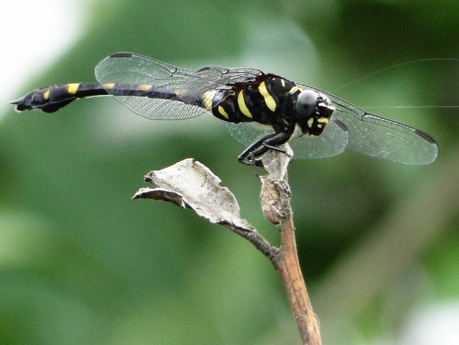 Ig Nobel Vật lý: vì sao chuồn chuồn bị hấp dẫn bởi bia mộ màu đen và tại sao ngựa bạch thu hút ruồi trâu nhiều nhất  Ig Nobel Vật lý: vì sao chuồn chuồn bị hấp dẫn bởi bia mộ màu đen và tại sao ngựa bạch thu hút ruồi trâu nhiều nhất