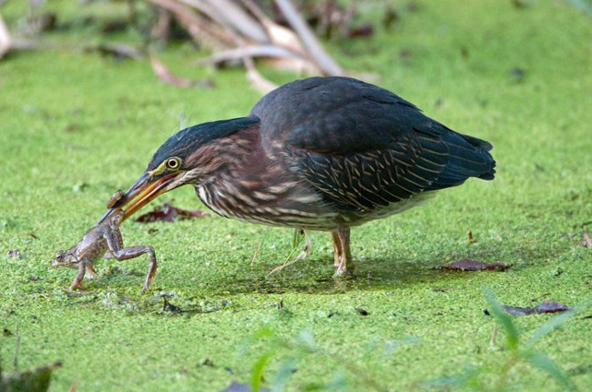 Ếch là nguồn thức ăn quan trọng của nhiều loài động vật khác.   Ếch là nguồn thức ăn quan trọng của nhiều loài động vật khác.