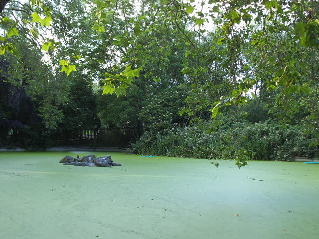 Hệ sinh thái sẽ mất cân bằng nghiêm trọng nếu thiếu nòng nọc.  Hệ sinh thái sẽ mất cân bằng nghiêm trọng nếu thiếu nòng nọc.