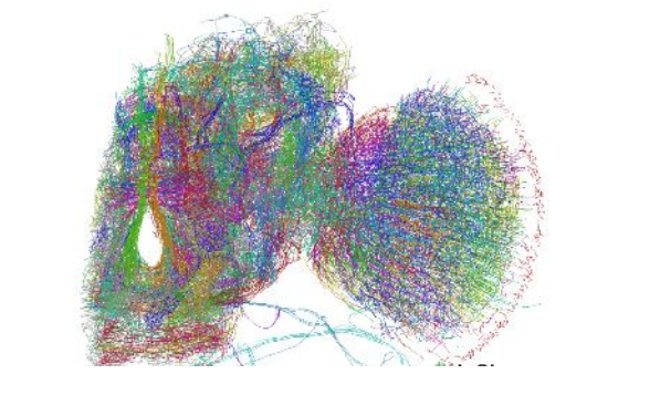 Mạng Neuron của loài ruồi giấm