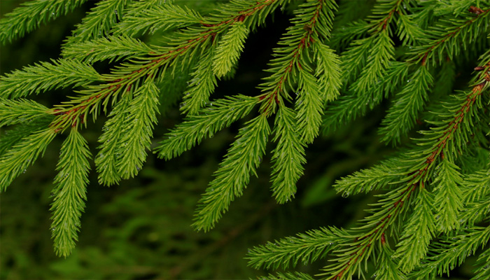 Tinh chất từ vỏ cây thông Tinh chất từ vỏ cây thông