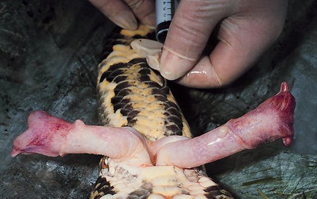 Loài có dương vật "kỳ lạ"