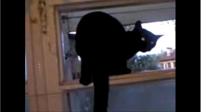 Con mèo có thể sủa