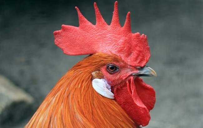 Gà có thể trải qua những thay đổi về giới tính tự nhiên