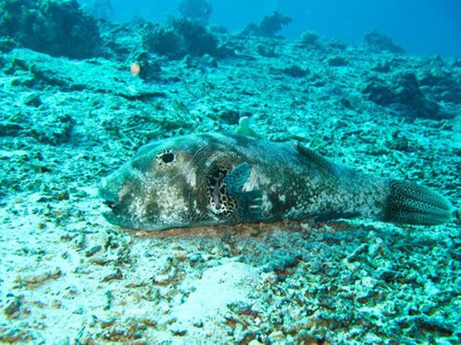 Cá ngủ ... đôi khi là không đủ