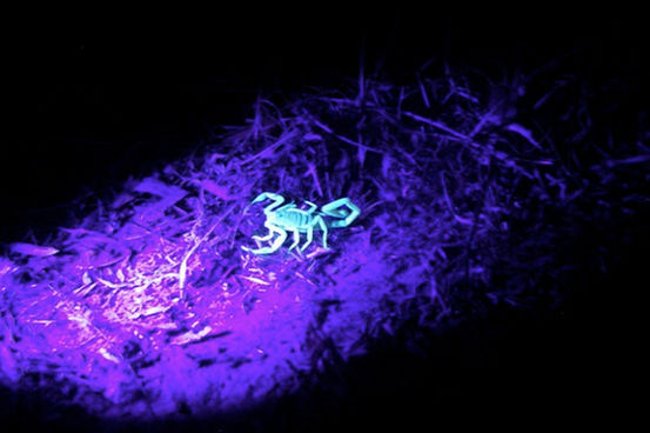 Loài bọ cạp phát sáng trong bóng tối