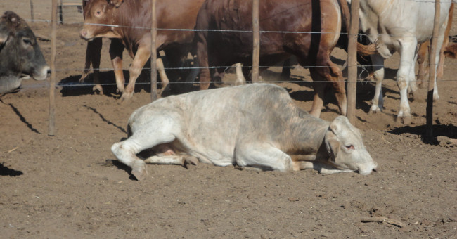 Bệnh lao phổi ở bò 